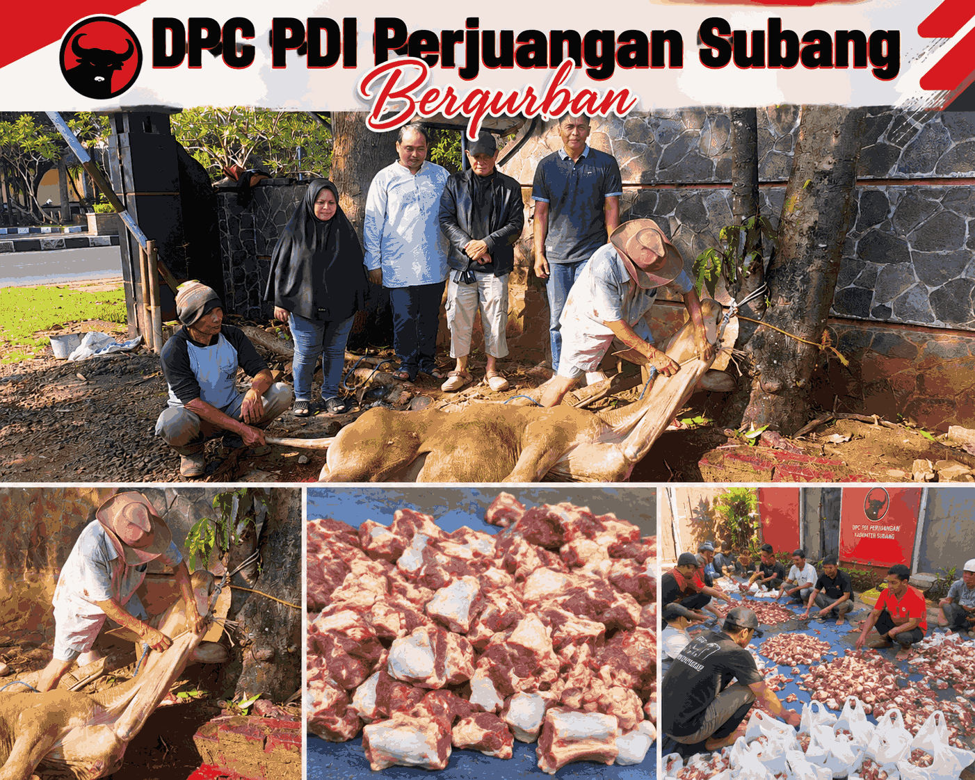 DPC PDI PERJUANGAN KABUPATEN SUBANG QURBANKAN DUA EKOR SAPI 