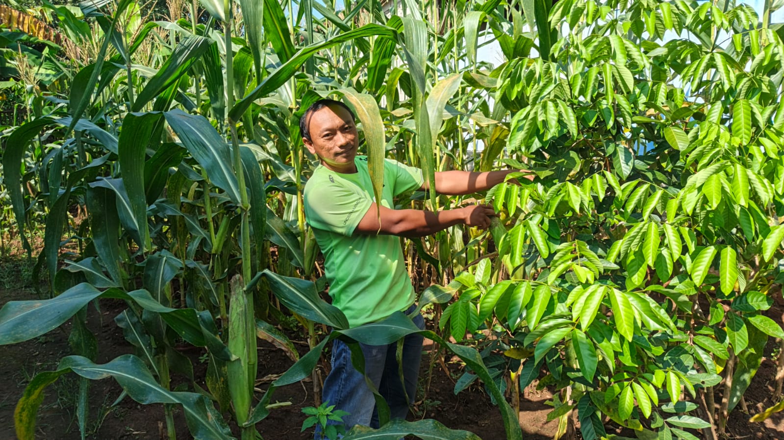 HADAPI KRISIS PANGAN AKIBAT PERANG BRIGADE PANGAN SINDANG SARI SULAP LAHAN TIDUR JADI PRODUKTIF